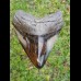 10,8cm polished shark tooth Megalodon