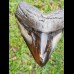 10,8cm polished shark tooth Megalodon
