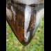 10,8cm polished shark tooth Megalodon
