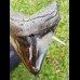 10,8cm polished shark tooth Megalodon
