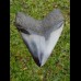10,8cm polished shark tooth Megalodon