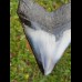 10,8cm polished shark tooth Megalodon