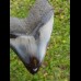 10,8cm polished shark tooth Megalodon