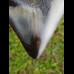 10,8cm polished shark tooth Megalodon
