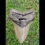 12,7 cm großer natürlicher Megalodon Zahn