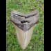 12,7 cm großer natürlicher Megalodon Zahn