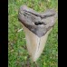 12,7 cm big natürlicher Megalodon tooth