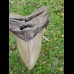 12,7 cm big natürlicher Megalodon tooth