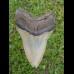 12,7 cm großer natürlicher Megalodon Zahn