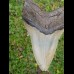 12,7 cm großer natürlicher Megalodon Zahn