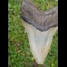 12,7 cm big natürlicher Megalodon tooth