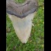12,7 cm großer natürlicher Megalodon Zahn