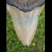 12,7 cm big natürlicher Megalodon tooth