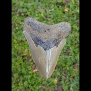 8,3cm good shark tooth of Megalodon