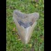 8,3cm guter Haizahn des Megalodon