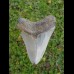 8,3cm guter Haizahn des Megalodon