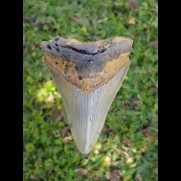 8,2 cm shark tooth of Megalodon from USA
