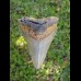 8,2 cm shark tooth of Megalodon from USA