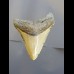 8,7 cm Haizahn des Megalodon aus den USA