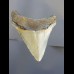 8,7 cm Haizahn des Megalodon aus den USA