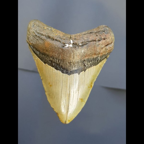 9,0 cm Haizahn des Megalodon aus den USA