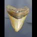 9,0 cm Haizahn des Megalodon aus den USA