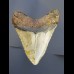 9,0 cm Haizahn des Megalodon aus den USA