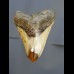 8,7 cm polierter Haizahn des Megalodon aus den USA