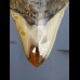 8,7 cm polierter Haizahn des Megalodon aus den USA