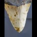 8,7 cm polierter Haizahn des Megalodon aus den USA