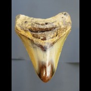 8,4 cm Haizahn des Megalodon aus den USA