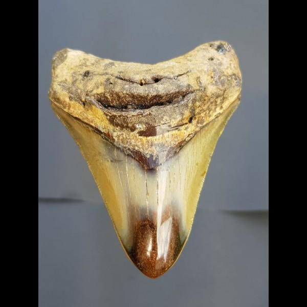 8,4 cm Haizahn des Megalodon aus den USA