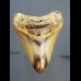 8,4 cm shark tooth of Megalodon from USA