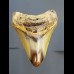 8,4 cm Haizahn des Megalodon aus den USA