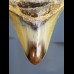 8,4 cm Haizahn des Megalodon aus den USA