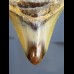 8,4 cm shark tooth of Megalodon from USA