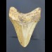 8,4 cm Haizahn des Megalodon aus den USA