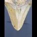 8,4 cm Haizahn des Megalodon aus den USA