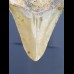 8,4 cm shark tooth of Megalodon from USA