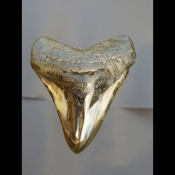 8,6 cm polished shark tooth of Megalodon from USA