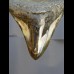8,6 cm polierter Haizahn des Megalodon aus den USA