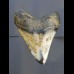 8,6 cm polierter Haizahn des Megalodon aus den USA