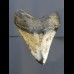 8,6 cm polished shark tooth of Megalodon from USA