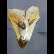 9,4 cm Haizahn des Megalodon aus den USA