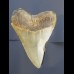 9,4 cm Haizahn des Megalodon aus den USA