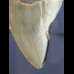 9,4 cm Haizahn des Megalodon aus den USA