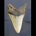 10,4 cm shark tooth of Megalodon from USA