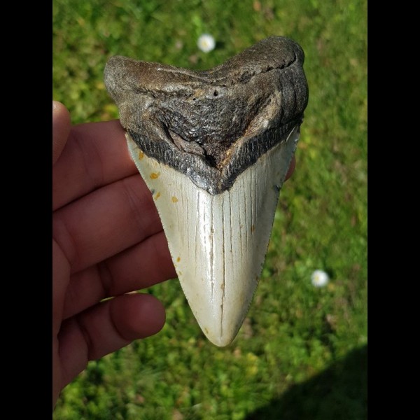 10,4 cm shark tooth of Megalodon from USA