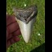 10,4 cm shark tooth of Megalodon from USA