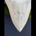 11,5cm scharfer, seltener Haizahn des Megalodon Hai Karibik